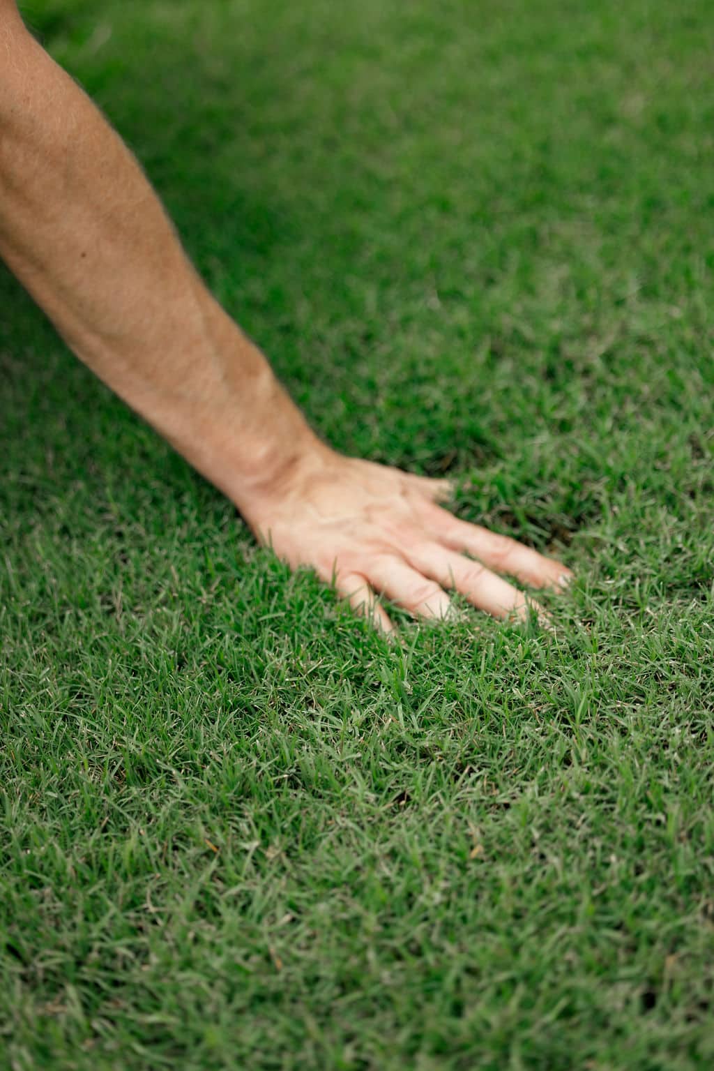 When Should I Stop Mowing My Lawn after Summer?