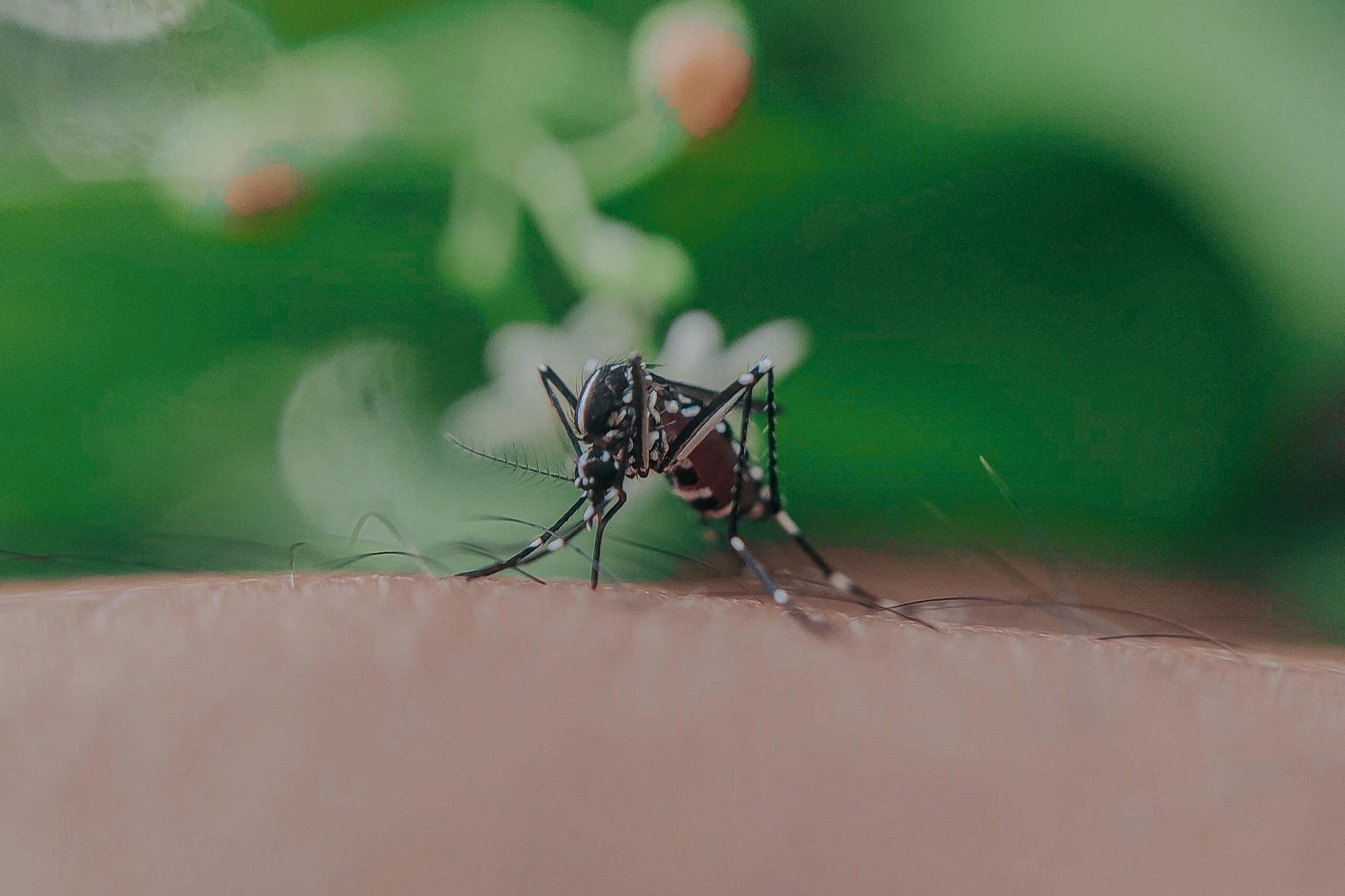 Why Mosquitoes Love Your Yard & How to Make Them Hate It