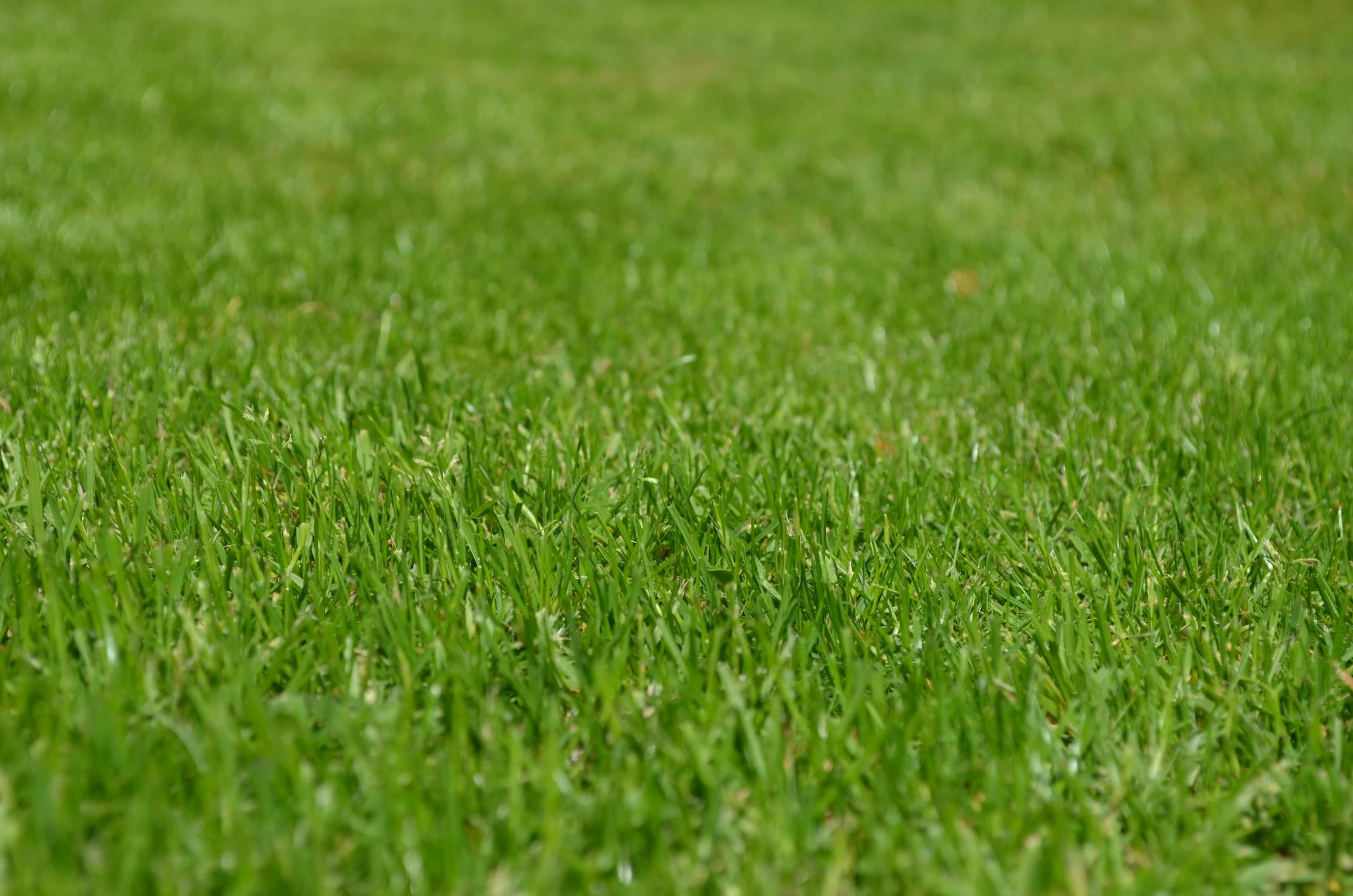 How to Prepare Your Lawn for Summer in Georgia