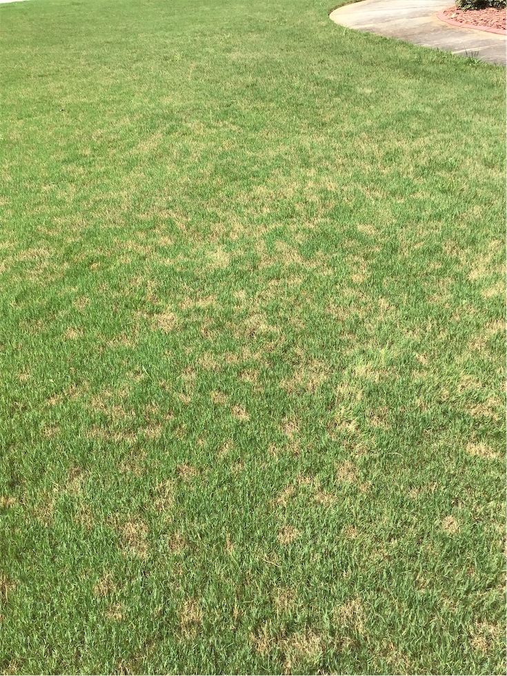 Dollar Spot Fungus: Causes, Prevention, & Treatment