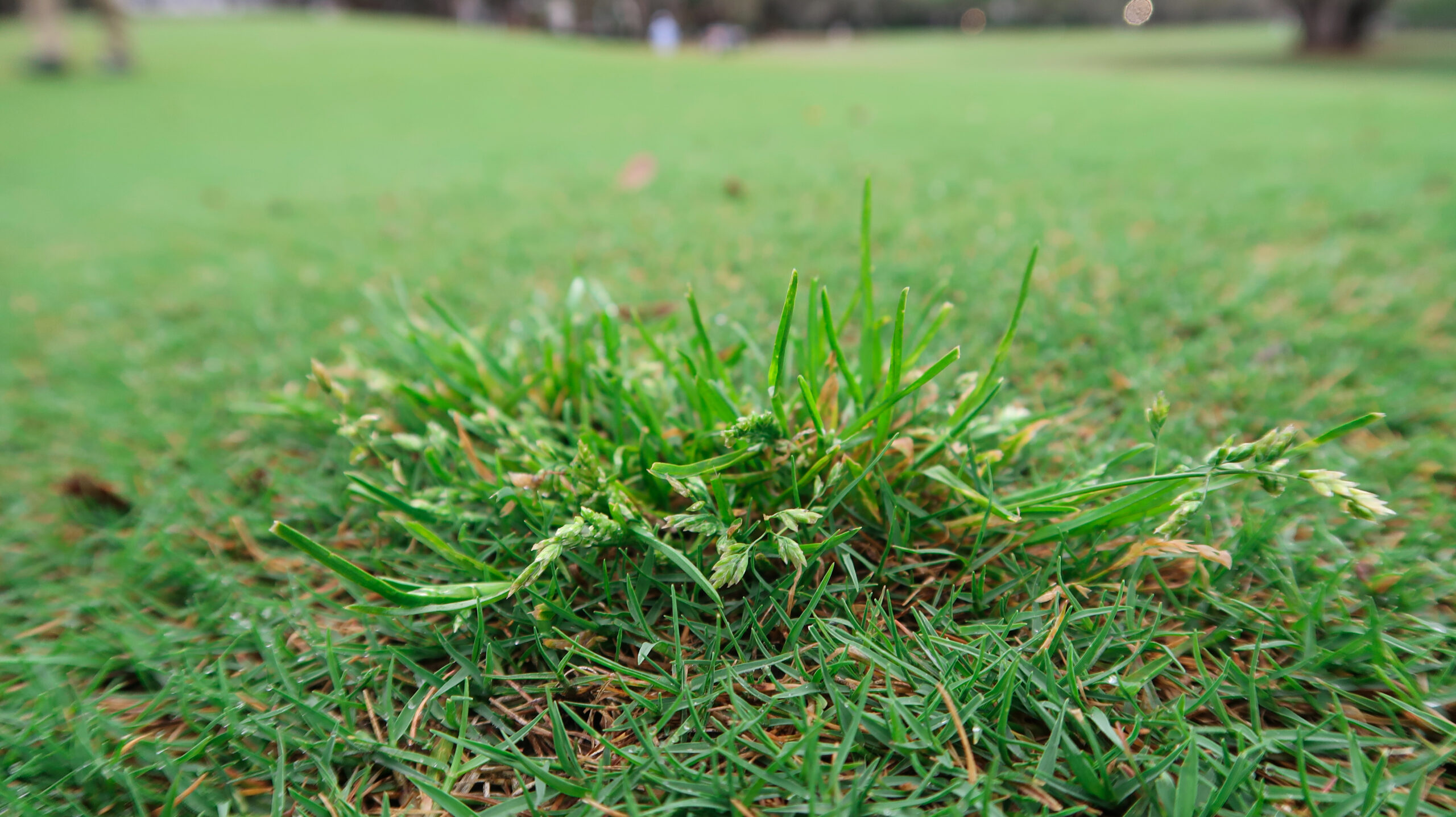 Winter Weeds: The Uninvited Guests Who Love Your Dormant Lawn